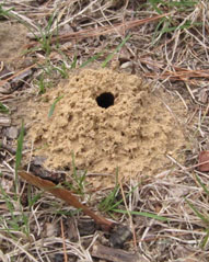 A bee hole with sand around it