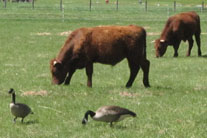 Bulls and geese