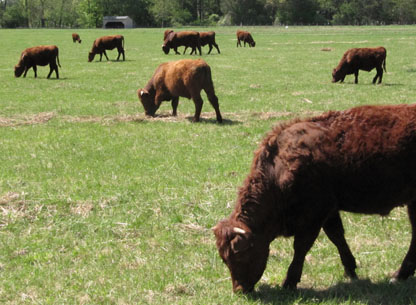 Grazing cattle