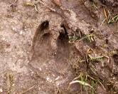 A deer footprint
