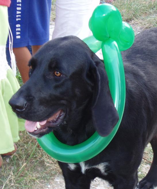 El perro con un collar de globo