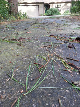 Driveway littered with storm debris