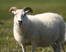 An Icelandic sheep, with horns