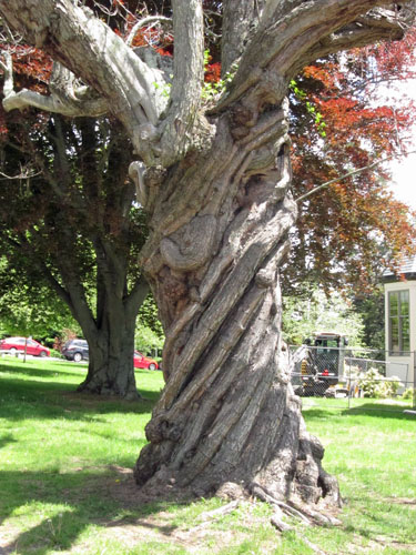 Tree trunk with bark around the trunk in spirals