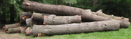 A pile of large tree trunks