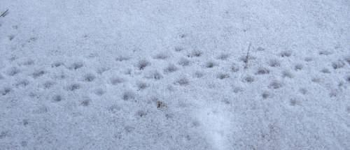 Odd tracks in the snow