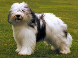 An old-English sheepdog