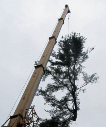 A large treetop dangling high in the air