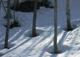 Holes in the snow around tree trunks