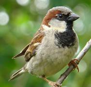 The English Sparrow