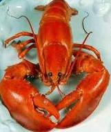 A lobster, bright red because it's been cooked