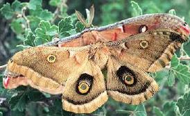 Polyphemus moths