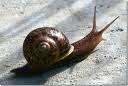 A snail - a high slowth creature