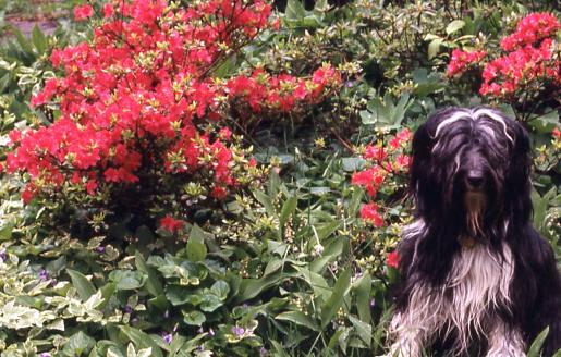 Chester in our garden