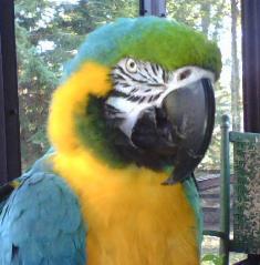 Harold, a blue and gold macaw