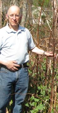 Larry standing among dried-out knotweed plants from the previous year