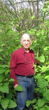 Larry standing among Japanese knotweed plants, taller than he is