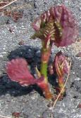 A Japanese knotweed sprout pushes through the pavement