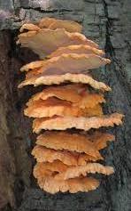 Sulfur mushroom