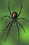 A black widow spider