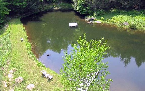The pond seen from above