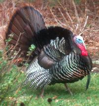 A wild turkey (click to enlarge)