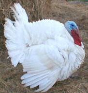 A commercially-raised turkey