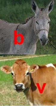 Un burro y una vaca
