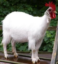 A 'chicken goat'