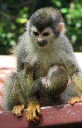 A baby squirrel monkey nurses