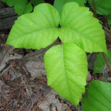 The three leaves of poison ivy