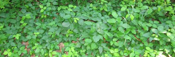 A neighborhood poison ivy patch