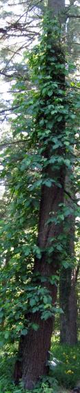 Poison ivy climbing a tree