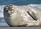A harbor seal, phoca vitulina