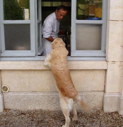 Loxy, the château dog