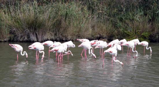Flamingos in the Jardins Ornithologiques